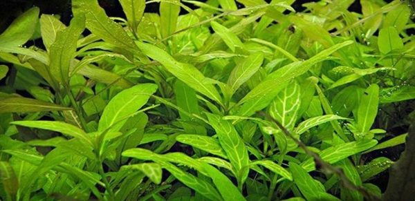Hygrophila Polysperma Kubek 5cm In vitro sklep akwarystyczny śląsk