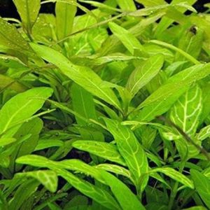 Hygrophila Polysperma Sunset Kubek 5cm In vitro sklep akwarystyczny śląsk