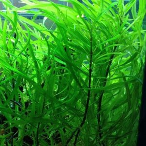 Hygrophila corymbosa Angustifolia PORCJA 2 sadzonki In vitro sklep akwarystyczny śląsk