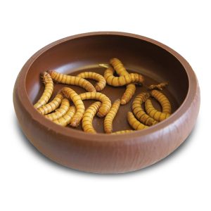 Komodo Mealworm Dish - miska na żywy pokarm sklep akwarystyczny śląsk