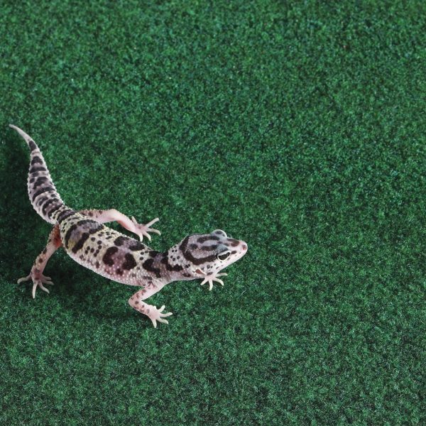 Akwarium / terrarium / Animals