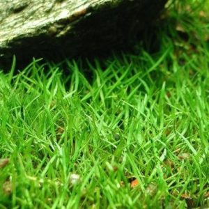 Lilaeopsis Brasilensis Porcja 20 sadzonek In Vitro Piękna sklep akwarystyczny śląsk