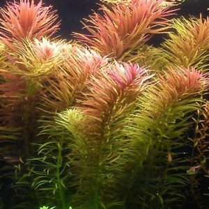 Limnophila Aromatica Kubek 5cm in vitro Piękna sklep akwarystyczny śląsk