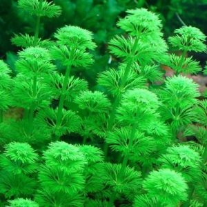 Limnophila Sessiliflora Kubek 5cm In Vitro Piękna sklep akwarystyczny śląsk