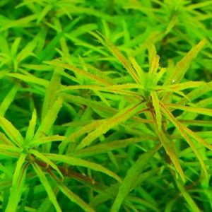 Limnophila vietnam mini Kubek 10cm in vitro Piękna sklep akwarystyczny śląsk