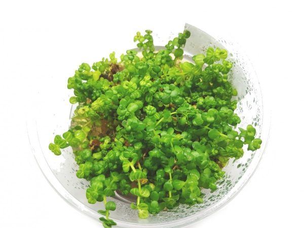Lindernia rotundifolia Kubek 10cm in vitro Piękna