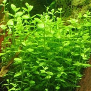 Lindernia rotundifolia Kubek 10cm in vitro Piękna sklep akwarystyczny śląsk