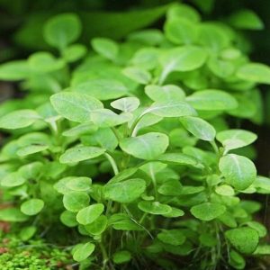 Lobelia Cardinalis Mini Kubek 10cm In vitro Piękna sklep akwarystyczny śląsk