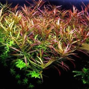 Ludwigia Arcuata PORCJA 10 sadzonek In Vitro sklep akwarystyczny śląsk