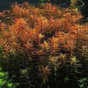Ludwigia Brevipes Kubek 5cm in vitro Piękna sklep akwarystyczny śląsk