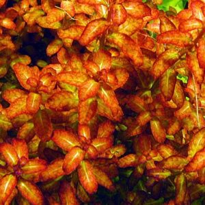 Ludwigia Guinea Kubek 5cm in vitro Piękna sklep akwarystyczny śląsk