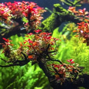 Ludwigia Mini sp Super Red Kubek 10cm in vitro Piękna sklep akwarystyczny śląsk