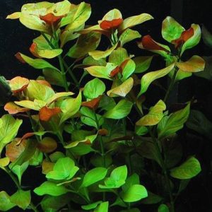 Ludwigia sp Mesakana Kubek 5cm in vitro Piękna sklep akwarystyczny śląsk