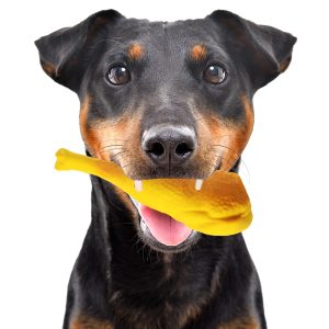 Lupipets Dog Toy Grill - zabawka piszcząca 16cm sklep akwarystyczny śląsk