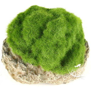 MOSS STONE -S / Skała z mchem WISZĄCA + przyssawka (234-430156)