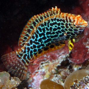 Macropharyngodon meleagris sklep akwarystyczny śląsk