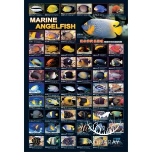 Marine Angelfish Poster (AZ90149)