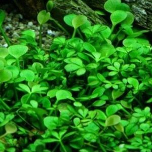 Marsilea Hirsuta Kubek 5cm in vitro Piękna sklep akwarystyczny śląsk