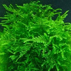 Mech China Moss Porcja 30 gałązek In Vitro Piękny sklep akwarystyczny śląsk