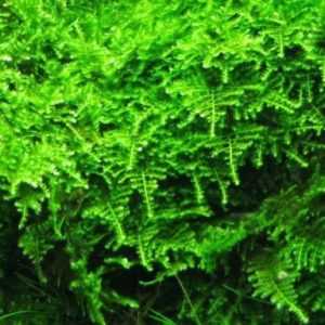 Mech Christmas Moss Na Lignicie Super Trawnik sklep akwarystyczny śląsk