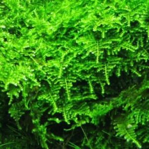 Mech Christmas Moss Porcja 10 gałązek In Vitro Piękny sklep akwarystyczny śląsk