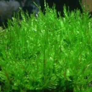 Mech Creeping Moss Kubek 10cm In Vitro Piękny sklep akwarystyczny śląsk