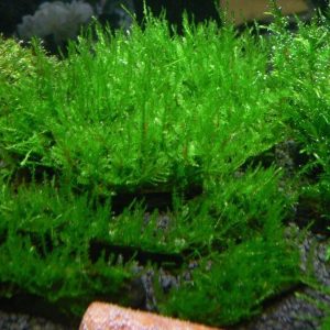 Mech Creeping Moss Na Lignicie Super Trawnik Gratis sklep akwarystyczny śląsk