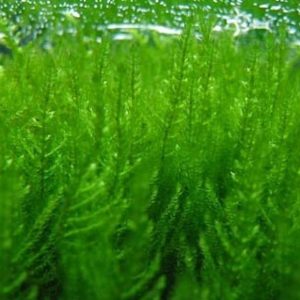 Mech Erect Moss Kubek 5cm In Vitro Piękny sklep akwarystyczny śląsk