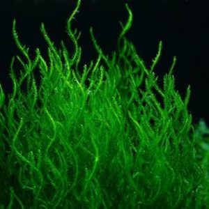 Mech Flame Moss Porcja 10 gałązek In Vitro Piękny sklep akwarystyczny śląsk
