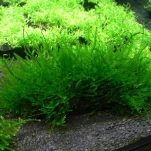 Mech Peacock Moss Mały Kubek 5cm In Vitro sklep akwarystyczny śląsk