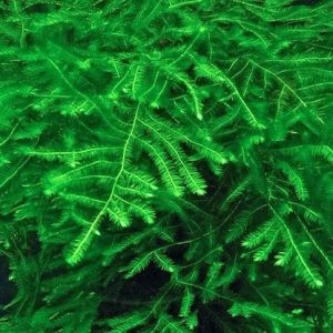 Mech Spiky Moss Kubek 10cm In Vitro Piękny sklep akwarystyczny śląsk