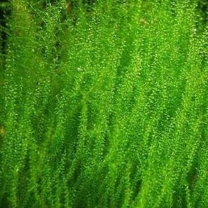 Mech Stringy Moss Na Lignicie Gotowa Ozdoba sklep akwarystyczny śląsk