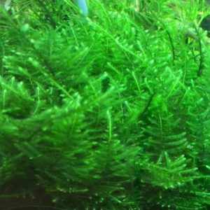 Mech Taiwan Moss Kubek 10cm In Vitro Piękny sklep akwarystyczny śląsk