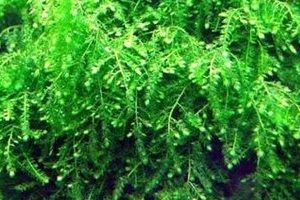 Mech Weeping Moss Na Lignicie Gotowa Ozdoba sklep akwarystyczny śląsk