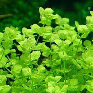Micranthemum Umbrosum PORCJA 15 sadzonek In vitro sklep akwarystyczny śląsk