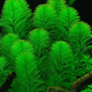 Myriophyllum Aquaticum PORCJA 10 sadzonek In Vitro Piękna sklep akwarystyczny śląsk