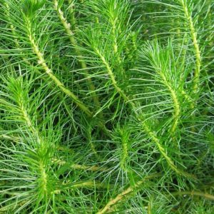 Myriophyllum Simulans Kubek 10cm In Vitro Piękny sklep akwarystyczny śląsk