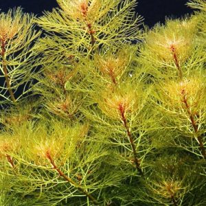 Myriophyllum tuberculatum PORCJA 10 sadzonek In vitro Piękna sklep akwarystyczny śląsk