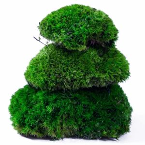 Natural Forest Moss - prawdziwy mech ciemna zieleń sklep akwarystyczny śląsk