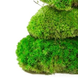 Natural Forest Moss - prawdziwy mech naturalna zieleń sklep akwarystyczny śląsk