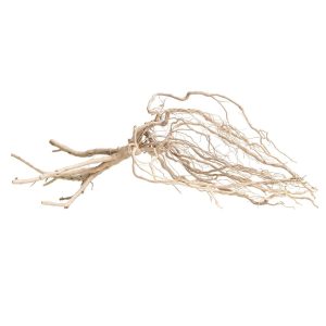 PROGROW AMAZON ROOTS 25-35CM 1SZT. sklep akwarystyczny śląsk
