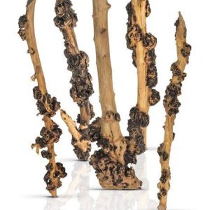 PROGROW ENIGMA WOOD 1SZT. sklep akwarystyczny śląsk