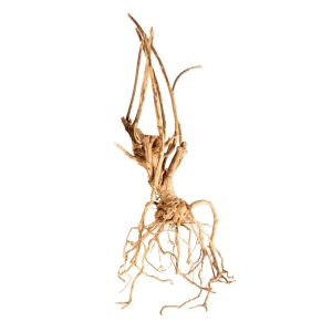 PROGROW MOSS TREE 20-40CM 1SZT. sklep akwarystyczny śląsk