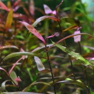 Persicaria Sao Paulo Kubek 5cm in vitro sklep akwarystyczny śląsk