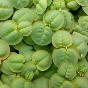 Phyllanthus fluitans filantus pływający Kubek 10cm In Vitro sklep akwarystyczny śląsk