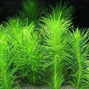 Pogostemon Erectus Porcja 2 sadzonki In Vitro Piękna sklep akwarystyczny śląsk