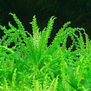 Pogostemon Helferi Kubek 10cm In Vitro Piękna sklep akwarystyczny śląsk