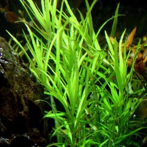 Pogostemon Yatabeanus Porcja 2 sadzonki In Vitro Piękna sklep akwarystyczny śląsk