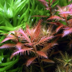 Proserpinaca palustris Pełzacz Kubek 10cm in vitro Piękna sklep akwarystyczny śląsk