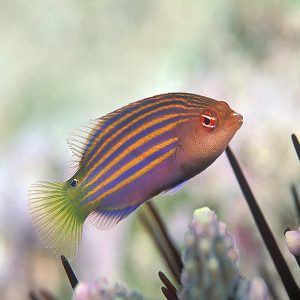 Pseudocheilinus hexataenia sklep akwarystyczny śląsk